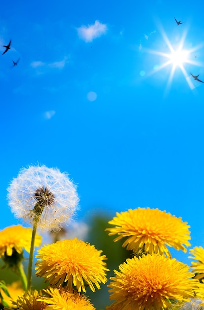 El fondo de las hermosas flores de primavera