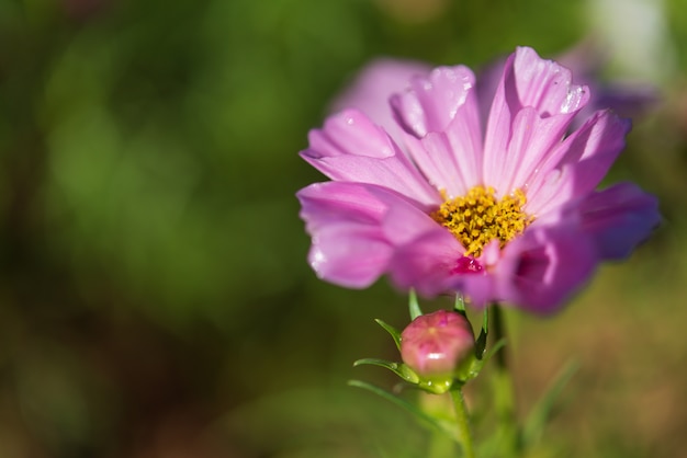 Foto fondo con hermosas flores púrpuras