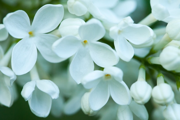 Fondo de hermosas flores verdes