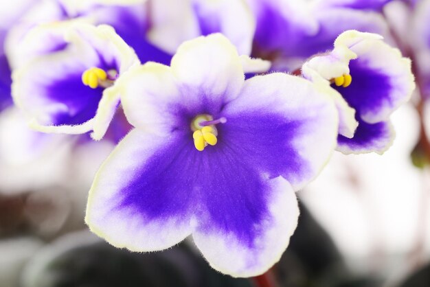 Fondo de hermosas flores de violetas