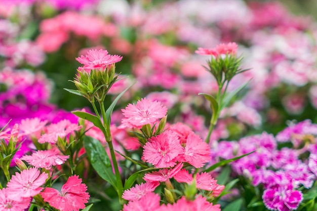 Fondo de hermosas flores