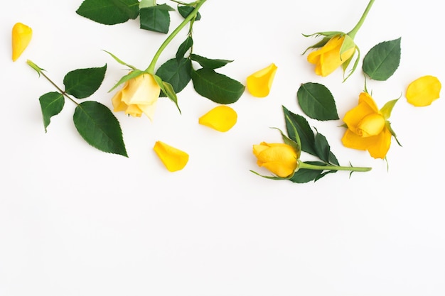 Fondo con hermosas rosas amarillas con hojas verdes y pétalos sobre blanco