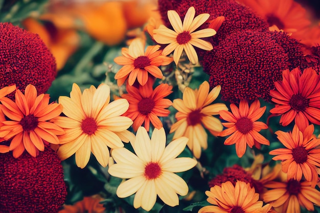 Fondo hermoso del arreglo de las flores del gerbera, papel pintado diferente del ramo de las flores de la primavera