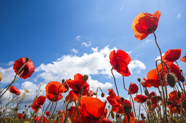 Fondo de hermoso campo de amapolas rojas contra un cielo azul brillante. Provenza, Francia. un póster