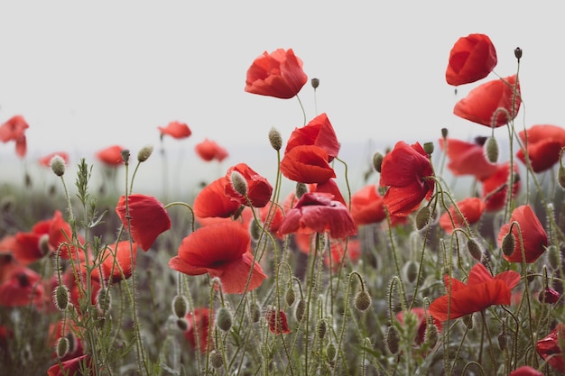 Fondo de hermoso campo de amapolas rojas. Provenza, Francia. un póster