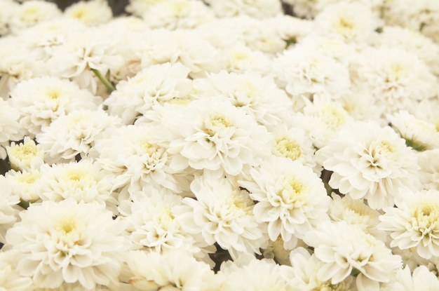 El fondo hermoso del diente de león, flores blancas está floreciendo en el jardín.