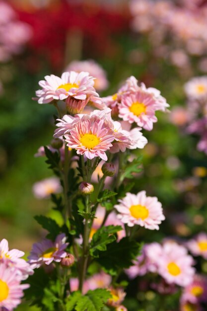 Fondo hermoso de la flor del crisantemo rosado