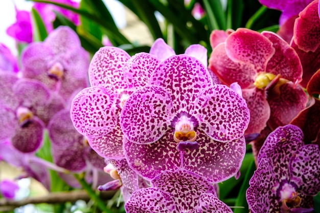 Fondo hermoso de la flor de la orquídea y de las hojas verdes en el jardín