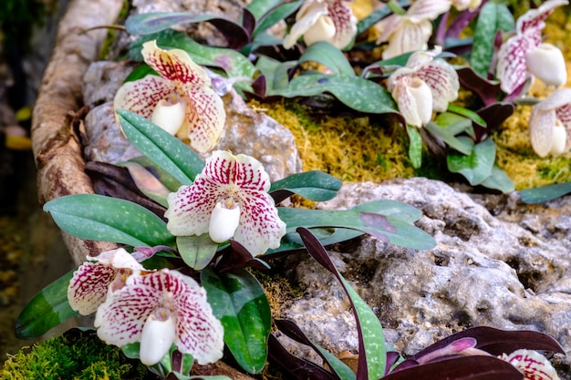 Fondo hermoso de la flor de la orquídea y de las hojas verdes en el jardín