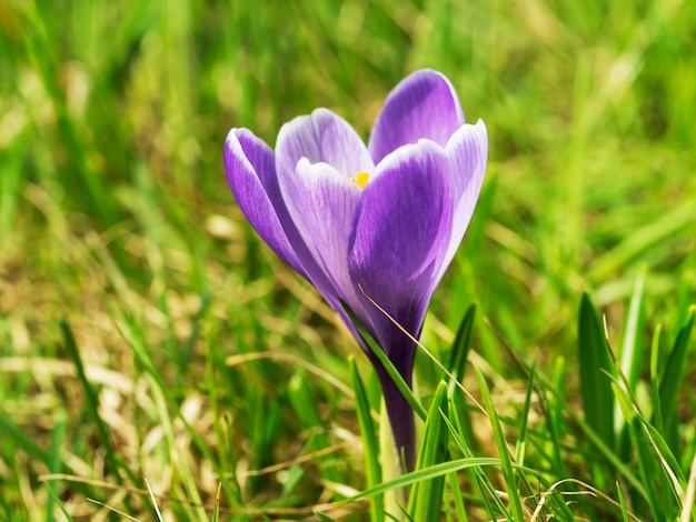 Fondo hermoso de la flor