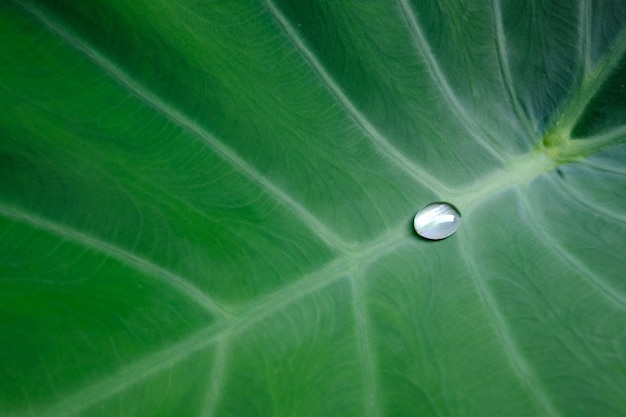 Fondo hermoso de la naturaleza con gotas frescas del agua de lluvia transparente en una hoja verde