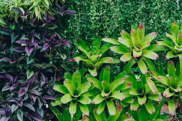 Fondo hermoso de la naturaleza del jardín con la hoja verde tropical