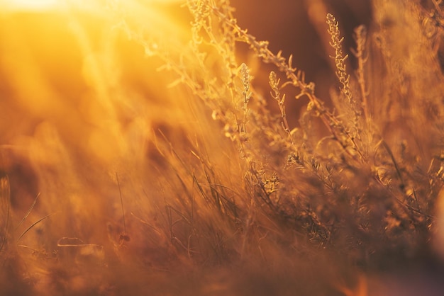 Fondo hermoso de la planta al atardecer Rayos de sol calientes en un claro radiante del cielo naranja