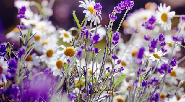 Fondo hermoso prado con lavanda en flor con flores de Margarita