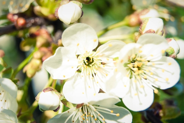 Fondo hermoso de la primavera de las flores de cerezo