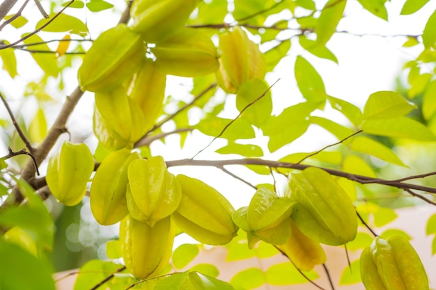 Fondo hermoso de la textura de la fruta de Phyllanthus emblica