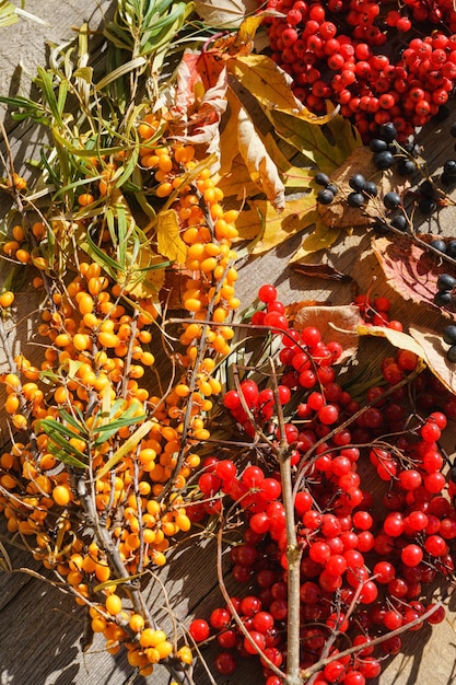 Fondo de hermosos frutos rojos de viburnum vulgaris espino cerval de mar y fresno de montaña al aire libre