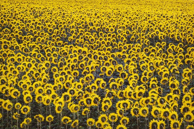 Fondo de hermosos girasoles amarillos. muchos girasoles en un campo agrícola