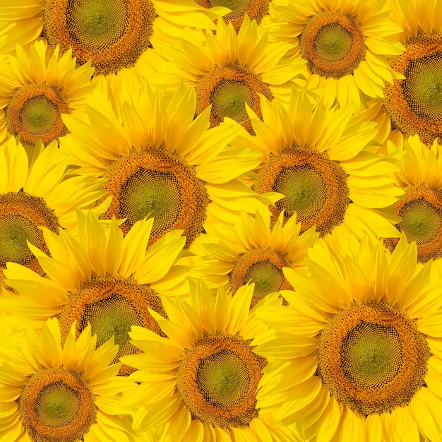 Fondo de hermosos girasoles amarillos