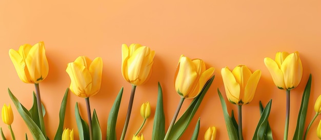 Fondo con hermosos tulipanes amarillos para la Pascua de primavera y un fondo floral para el verano