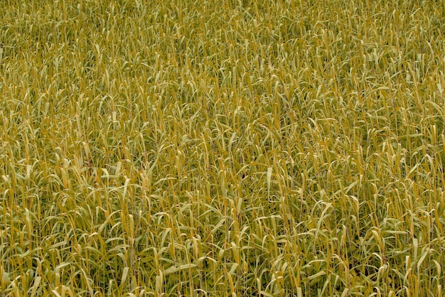 Fondo de hierba amarilla. Hierba seca en el campo