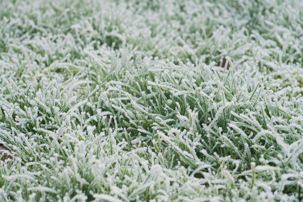 Fondo de hierba de escarcha fría de invierno