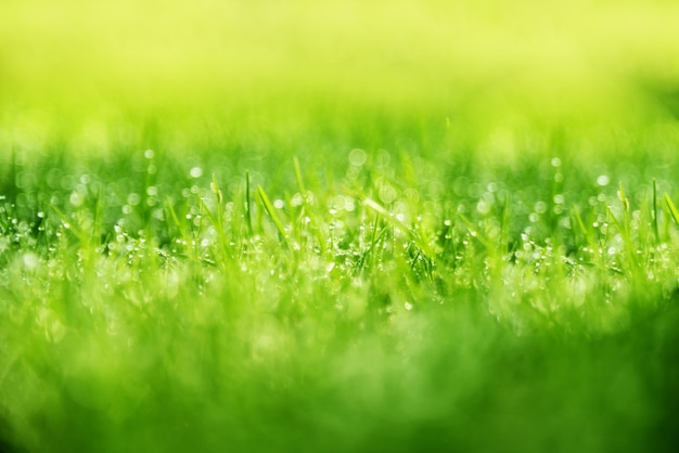 Fondo de hierba: Fondo natural abstracto hierba verde con un hermoso bokeh. Rocío temprano en la mañana en la parte superior de los pastos.