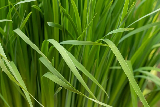 Fondo de hierba hemerocallis fulva Hemerocallis fulva de cerca con maqueta