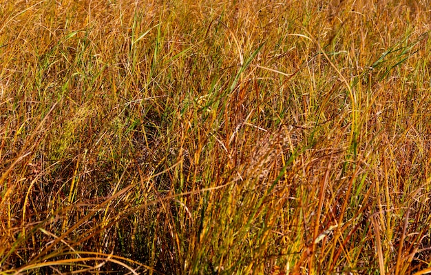 fondo de hierba de otoño seco amarillento