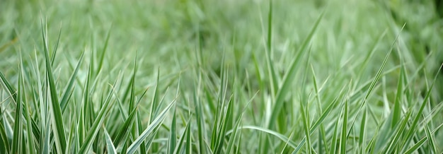 Fondo de hierba con poca profundidad de campo