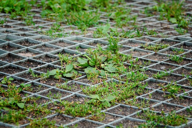 Fondo de hierba que crece entre rejilla plástica de estacionamiento ecológico