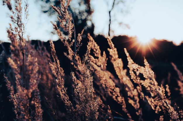 Fondo de hierba seca en el fondo de pantalla de la naturaleza del sol del atardecer