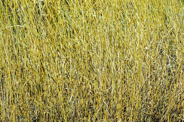 Fondo de hierba seca Los panículos secos de Miscanthus sinensis se balancean en el viento a principios de la primavera