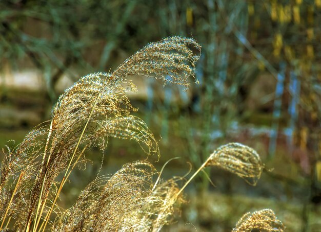 Fondo de hierba seca Los panículos secos de Miscanthus sinensis se balancean en el viento a principios de la primavera