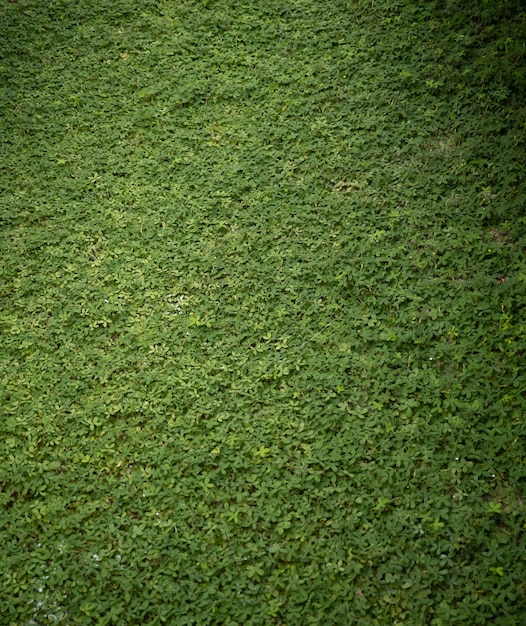 fondo de hierba de textura verde