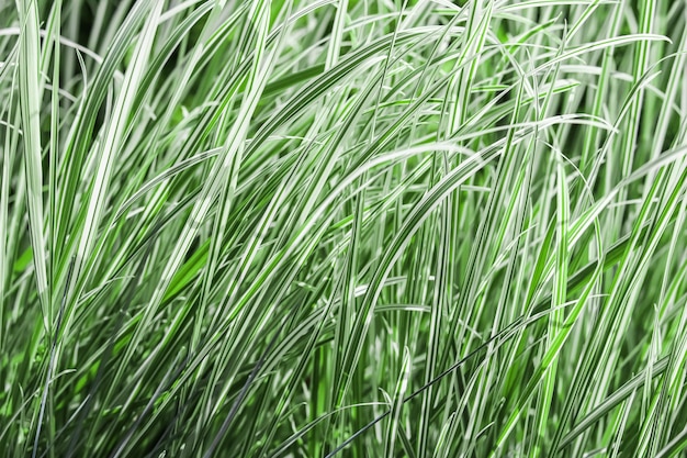 Fondo de hierba verde y blanca decorativa Arrhenatherum elatius bulbosum variegatum