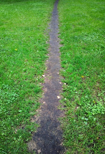 Fondo de hierba verde de camino estrecho parque