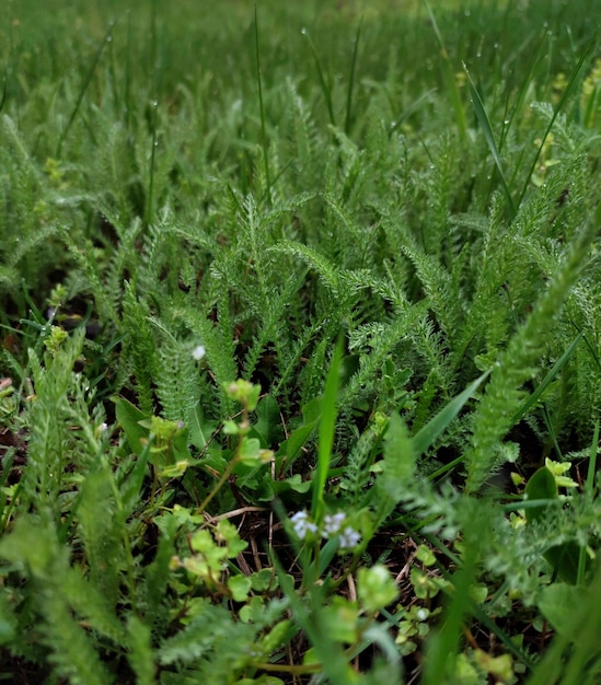 Fondo de hierba verde en el campo