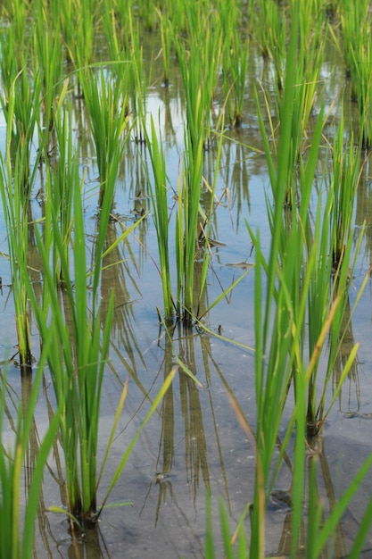 fondo de hierba verde Cerca de las hojas de la planta de arroz Hojas de arroz fondo de la naturaleza