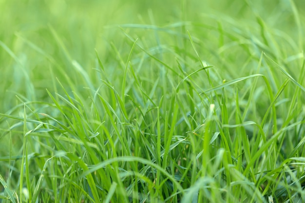 Fondo de hierba verde en un día de verano