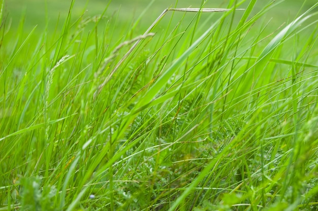 Fondo de hierba verde Enfoque selectivo con poca profundidad de campo