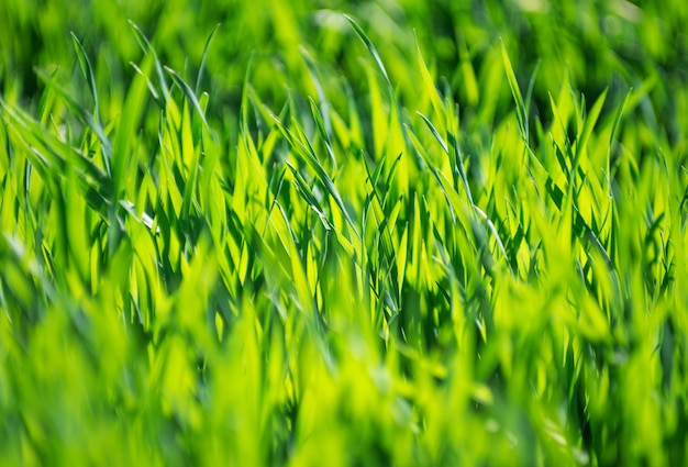 Fondo de hierba verde con enfoque selectivo
