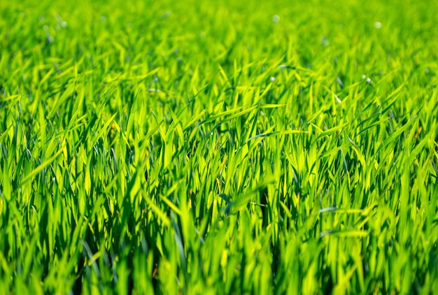 Fondo de hierba verde con enfoque selectivo