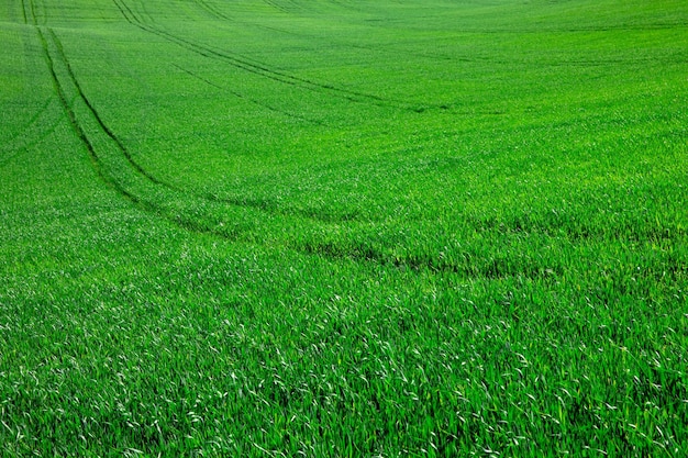 Fondo de hierba verde con enfoque selectivo