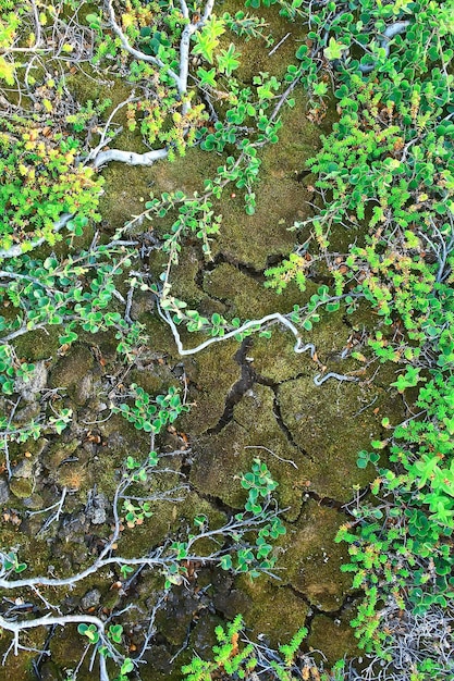 Fondo de hierba verde / fondo abstracto, naturaleza, vegetación verde fresca, campo