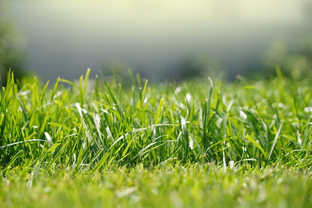 Fondo de hierba verde fresca en un día soleado de verano