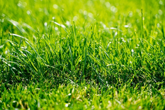 Fondo de hierba verde fresca en un día soleado de verano