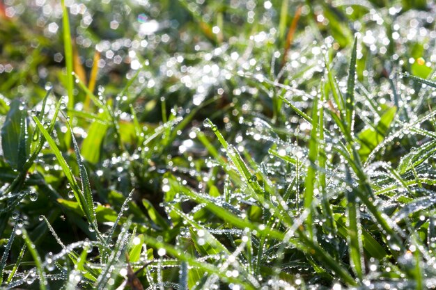 Fondo de una hierba verde fresca con gotas de agua Closeup