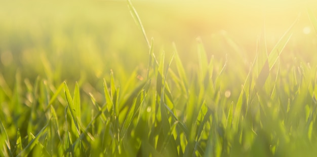 Fondo de hierba verde fresca con luz solar