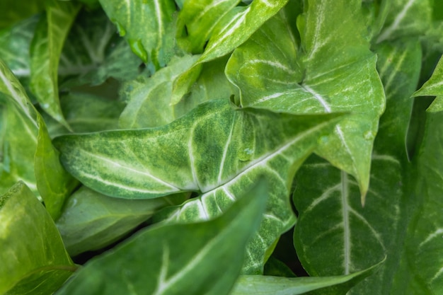 fondo de hierba verde y hojas verdes